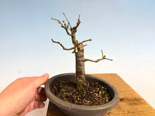 Load image into Gallery viewer, Chinese Quince 004