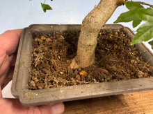 Load image into Gallery viewer, Trident Maple 017