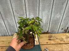 Load image into Gallery viewer, Zelkova, Japanese Grey Bark Elm #13