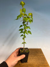 Load image into Gallery viewer, Trident Maple