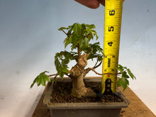Load image into Gallery viewer, Trident Maple 011
