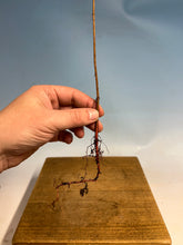 Load image into Gallery viewer, Bald Cypress Bare Root-Standard 8-12”