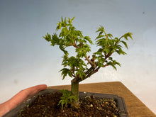 Load image into Gallery viewer, Shishigashira Japanese Maple 003