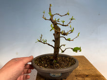 Load image into Gallery viewer, Chinese Quince 005