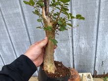 Load image into Gallery viewer, Japanese Crepe Myrtle #2