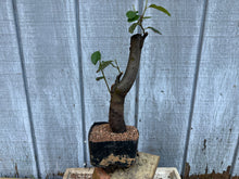 Load image into Gallery viewer, Chinese Quince #4