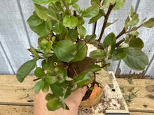 Load image into Gallery viewer, Japanese Crepe Myrtle #1