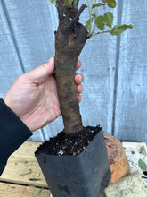 Load image into Gallery viewer, Chinese Quince #7