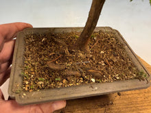 Load image into Gallery viewer, Dawn Redwood 004