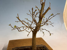 Load image into Gallery viewer, Zelkova, Japanese Grey Bark Elm 002