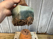 Load image into Gallery viewer, Trident Maple #38