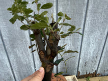 Load image into Gallery viewer, Chinese Quince #10