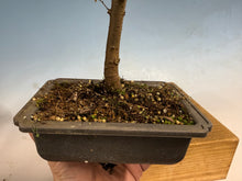 Load image into Gallery viewer, Zelkova, Japanese Grey Bark Elm 004