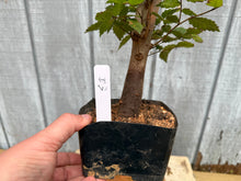 Load image into Gallery viewer, Zelkova, Japanese Grey Bark Elm #3