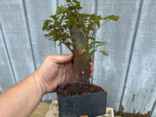 Load image into Gallery viewer, Zelkova, Japanese Grey Bark Elm #18