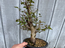 Load image into Gallery viewer, Korean Hornbeam, Carpinus Koreana
