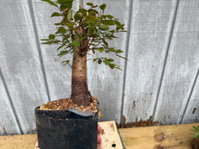 Load image into Gallery viewer, Zelkova, Japanese Grey Bark Elm #1