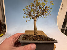 Load image into Gallery viewer, Zelkova, Japanese Grey Bark Elm 012
