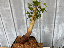 Load image into Gallery viewer, Trident Maple #29