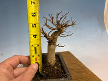 Load image into Gallery viewer, Trident Maple 002