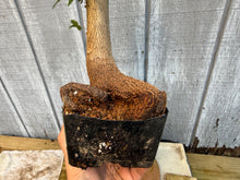 Load image into Gallery viewer, Trident Maple #16