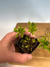 Load image into Gallery viewer, Satsuki Azalea