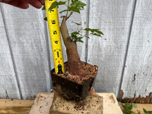 Load image into Gallery viewer, Trident Maple #32