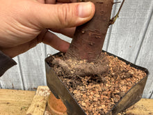 Load image into Gallery viewer, Zelkova, Japanese Grey Bark Elm #10