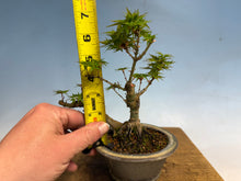 Load image into Gallery viewer, Kotohime Japanese Maple-007 Var. Dwarf Goshiki