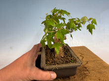Load image into Gallery viewer, Trident Maple 023