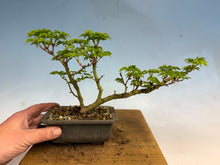 Load image into Gallery viewer, Shishigashira Japanese Maple 011