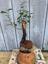 Load image into Gallery viewer, Chinese Quince #8