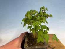 Load image into Gallery viewer, Trident Maple 010