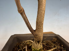 Load image into Gallery viewer, Japanese Wisteria 004