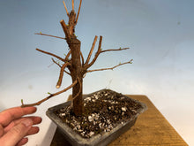 Load image into Gallery viewer, Dawn Redwood 002