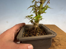 Load image into Gallery viewer, Kotohime Japanese Maple-014