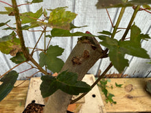 Load image into Gallery viewer, Trident Maple #30