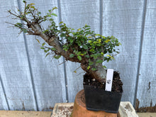 Load image into Gallery viewer, Chinese Elm #6