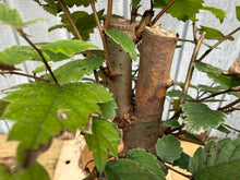 Load image into Gallery viewer, Zelkova, Japanese Grey Bark Elm #3