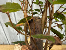 Load image into Gallery viewer, Zelkova, Japanese Grey Bark Elm #5