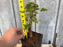 Load image into Gallery viewer, Trident Maple #11