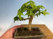 Load image into Gallery viewer, Trident Maple 012