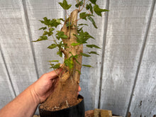Load image into Gallery viewer, Trident Maple #42