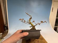 Load image into Gallery viewer, Japanese Maple 003