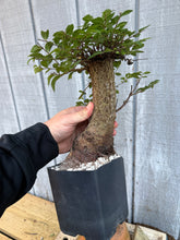 Load image into Gallery viewer, Chinese Elm #1