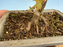 Load image into Gallery viewer, Kotohime Japanese Maple-011