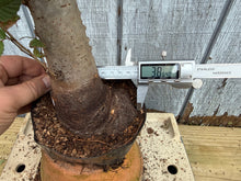 Load image into Gallery viewer, Zelkova, Japanese Grey Bark Elm #20