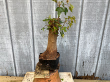 Load image into Gallery viewer, Trident Maple #43