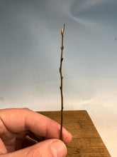 Load image into Gallery viewer, Korean Hornbeam Bare Root- Standard 3-5”