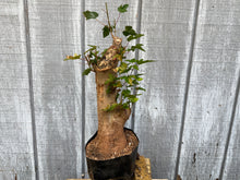 Load image into Gallery viewer, Trident Maple #42